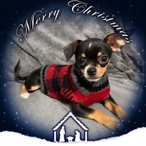 Meet your Posher, Calvin